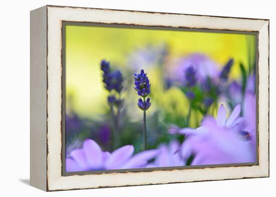 Lavender in the Flower Field-Heidi Westum-Framed Premier Image Canvas