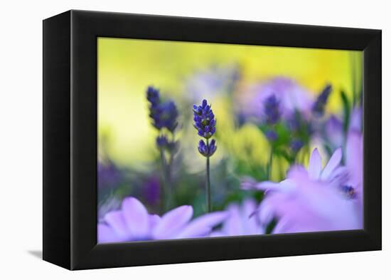 Lavender in the Flower Field-Heidi Westum-Framed Premier Image Canvas