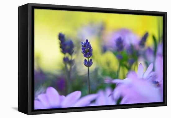 Lavender in the Flower Field-Heidi Westum-Framed Premier Image Canvas