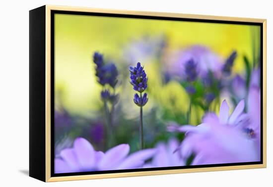 Lavender in the Flower Field-Heidi Westum-Framed Premier Image Canvas