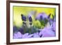 Lavender in the Flower Field-Heidi Westum-Framed Photographic Print