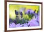 Lavender in the Flower Field-Heidi Westum-Framed Photographic Print
