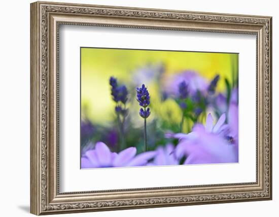 Lavender in the Flower Field-Heidi Westum-Framed Photographic Print