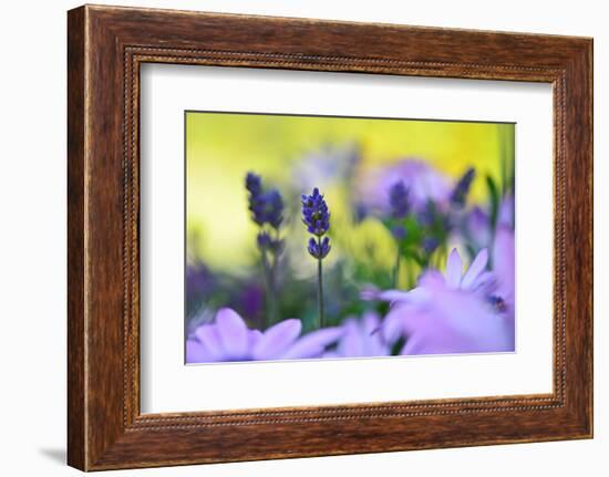 Lavender in the Flower Field-Heidi Westum-Framed Photographic Print