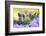 Lavender in the Flower Field-Heidi Westum-Framed Photographic Print