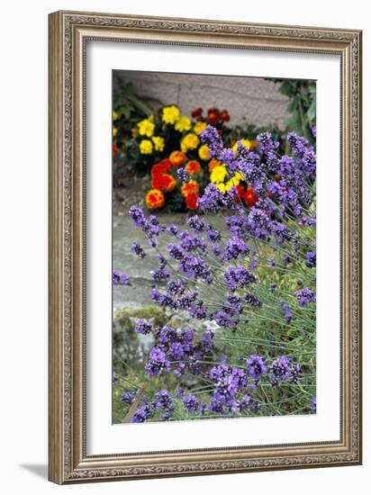 Lavender (Lavandula 'Hidcote')-Archie Young-Framed Photographic Print