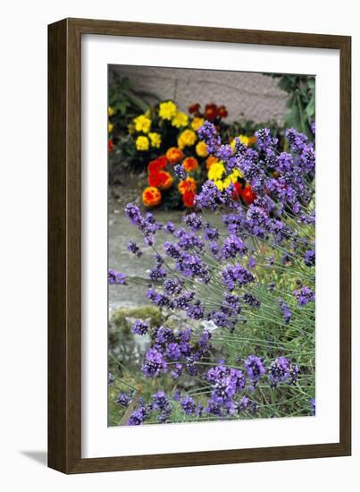 Lavender (Lavandula 'Hidcote')-Archie Young-Framed Photographic Print