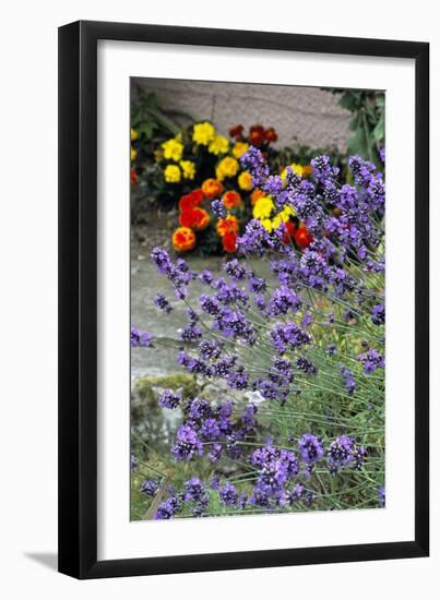 Lavender (Lavandula 'Hidcote')-Archie Young-Framed Photographic Print