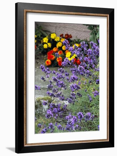 Lavender (Lavandula 'Hidcote')-Archie Young-Framed Photographic Print