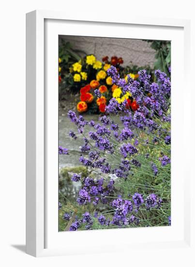 Lavender (Lavandula 'Hidcote')-Archie Young-Framed Photographic Print