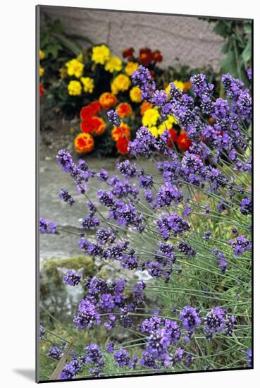 Lavender (Lavandula 'Hidcote')-Archie Young-Mounted Photographic Print