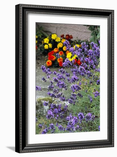 Lavender (Lavandula 'Hidcote')-Archie Young-Framed Photographic Print