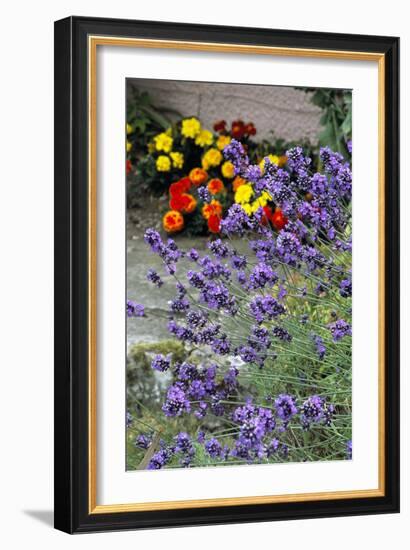 Lavender (Lavandula 'Hidcote')-Archie Young-Framed Photographic Print