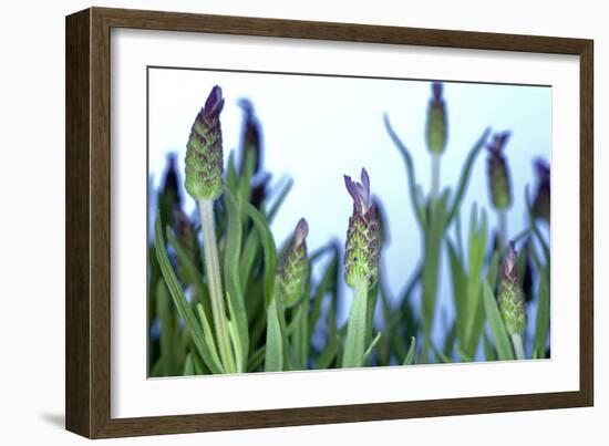 Lavender (Lavandula Sp.)-Lawrence Lawry-Framed Photographic Print