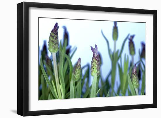 Lavender (Lavandula Sp.)-Lawrence Lawry-Framed Photographic Print