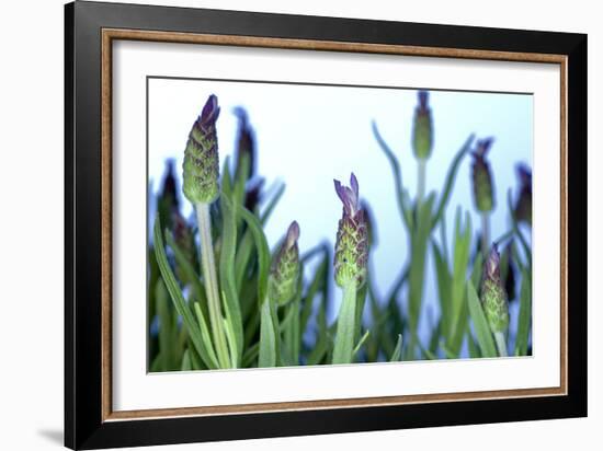 Lavender (Lavandula Sp.)-Lawrence Lawry-Framed Photographic Print