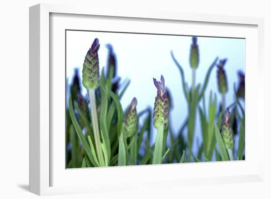 Lavender (Lavandula Sp.)-Lawrence Lawry-Framed Photographic Print