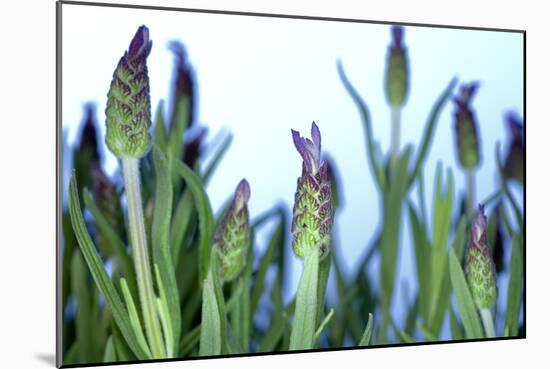 Lavender (Lavandula Sp.)-Lawrence Lawry-Mounted Photographic Print