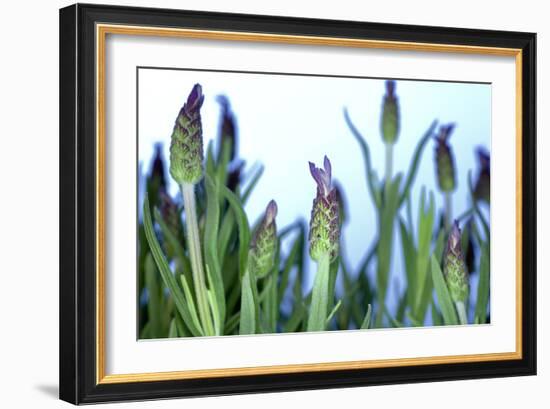 Lavender (Lavandula Sp.)-Lawrence Lawry-Framed Photographic Print