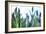 Lavender (Lavandula Sp.)-Lawrence Lawry-Framed Photographic Print