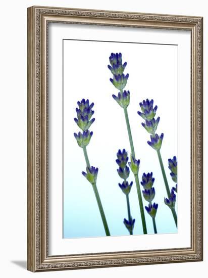 Lavender (Lavandula Sp.)-Lawrence Lawry-Framed Photographic Print