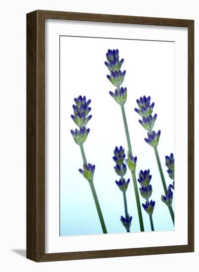 Lavender (Lavandula Sp.)-Lawrence Lawry-Framed Photographic Print