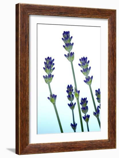 Lavender (Lavandula Sp.)-Lawrence Lawry-Framed Photographic Print