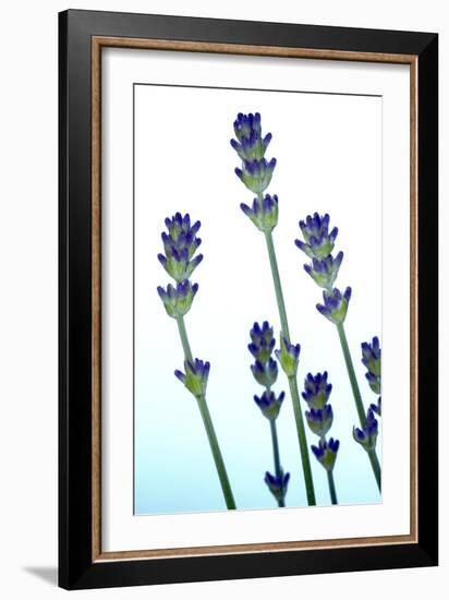 Lavender (Lavandula Sp.)-Lawrence Lawry-Framed Photographic Print