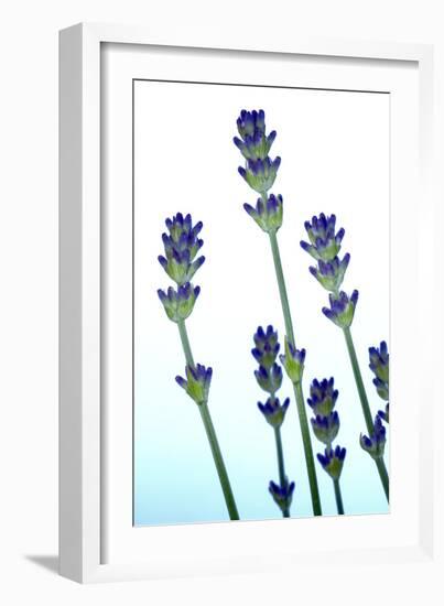 Lavender (Lavandula Sp.)-Lawrence Lawry-Framed Photographic Print