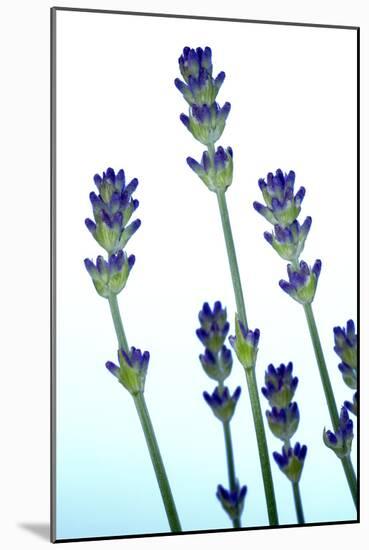 Lavender (Lavandula Sp.)-Lawrence Lawry-Mounted Photographic Print