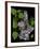 Lavender Lilac Plant-Anna Miller-Framed Photographic Print