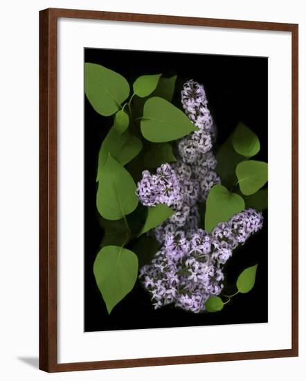 Lavender Lilac Plant-Anna Miller-Framed Photographic Print