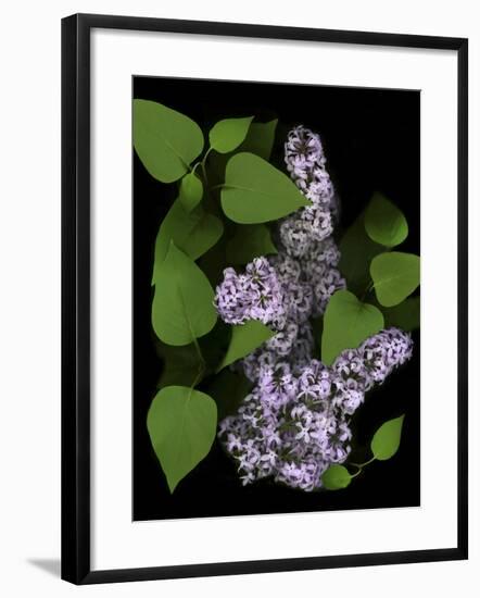 Lavender Lilac Plant-Anna Miller-Framed Photographic Print