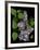 Lavender Lilac Plant-Anna Miller-Framed Photographic Print