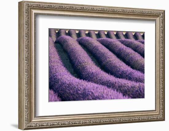 Lavender lines in a field, Plateau de Valensole, Provence, France-Francesco Fanti-Framed Photographic Print