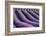 Lavender lines in a field, Plateau de Valensole, Provence, France-Francesco Fanti-Framed Photographic Print