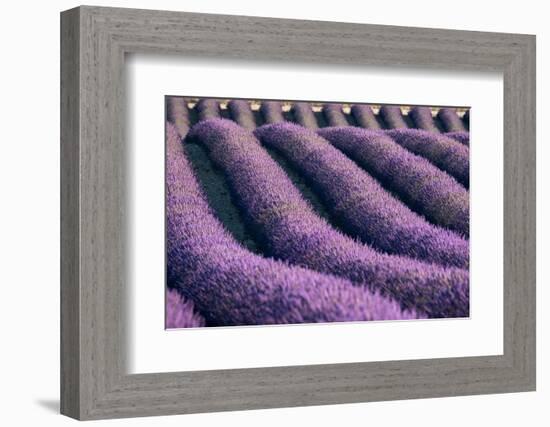 Lavender lines in a field, Plateau de Valensole, Provence, France-Francesco Fanti-Framed Photographic Print