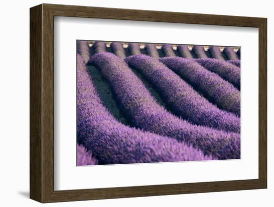 Lavender lines in a field, Plateau de Valensole, Provence, France-Francesco Fanti-Framed Photographic Print