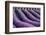 Lavender lines in a field, Plateau de Valensole, Provence, France-Francesco Fanti-Framed Photographic Print