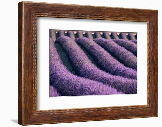 Lavender lines in a field, Plateau de Valensole, Provence, France-Francesco Fanti-Framed Photographic Print