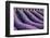 Lavender lines in a field, Plateau de Valensole, Provence, France-Francesco Fanti-Framed Photographic Print