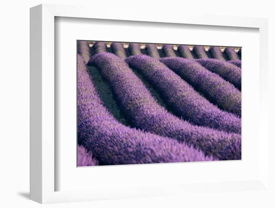 Lavender lines in a field, Plateau de Valensole, Provence, France-Francesco Fanti-Framed Photographic Print