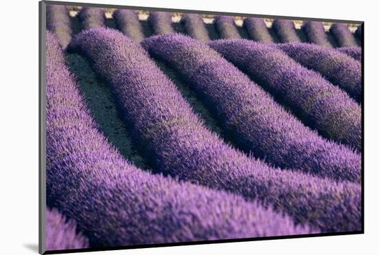 Lavender lines in a field, Plateau de Valensole, Provence, France-Francesco Fanti-Mounted Photographic Print