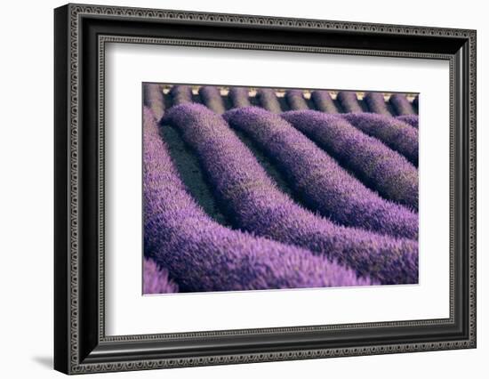 Lavender lines in a field, Plateau de Valensole, Provence, France-Francesco Fanti-Framed Photographic Print