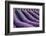 Lavender lines in a field, Plateau de Valensole, Provence, France-Francesco Fanti-Framed Photographic Print