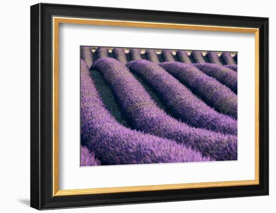 Lavender lines in a field, Plateau de Valensole, Provence, France-Francesco Fanti-Framed Photographic Print