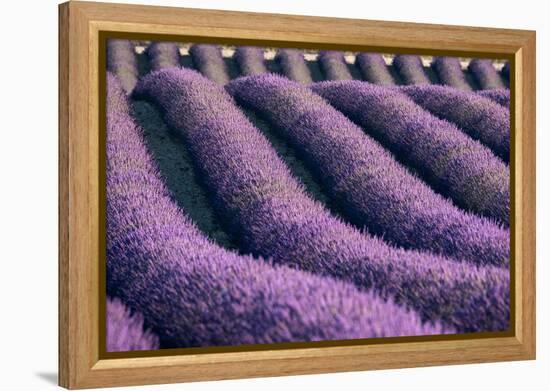 Lavender lines in a field, Plateau de Valensole, Provence, France-Francesco Fanti-Framed Premier Image Canvas