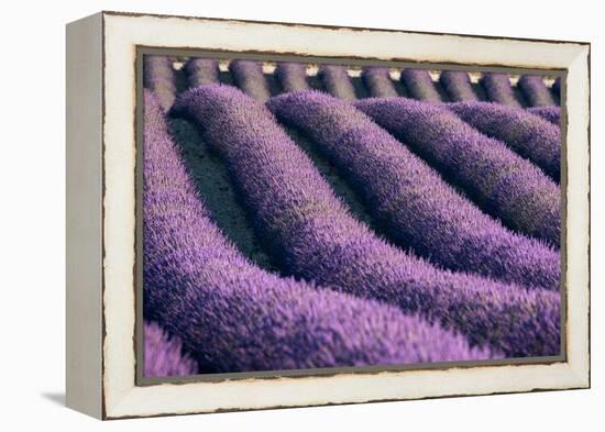 Lavender lines in a field, Plateau de Valensole, Provence, France-Francesco Fanti-Framed Premier Image Canvas