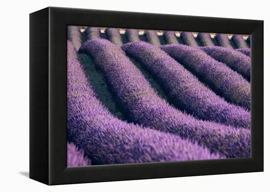 Lavender lines in a field, Plateau de Valensole, Provence, France-Francesco Fanti-Framed Premier Image Canvas