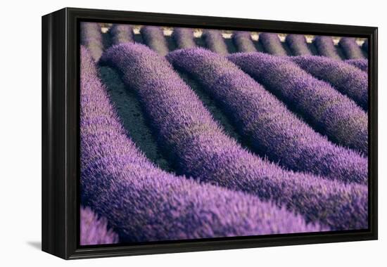 Lavender lines in a field, Plateau de Valensole, Provence, France-Francesco Fanti-Framed Premier Image Canvas